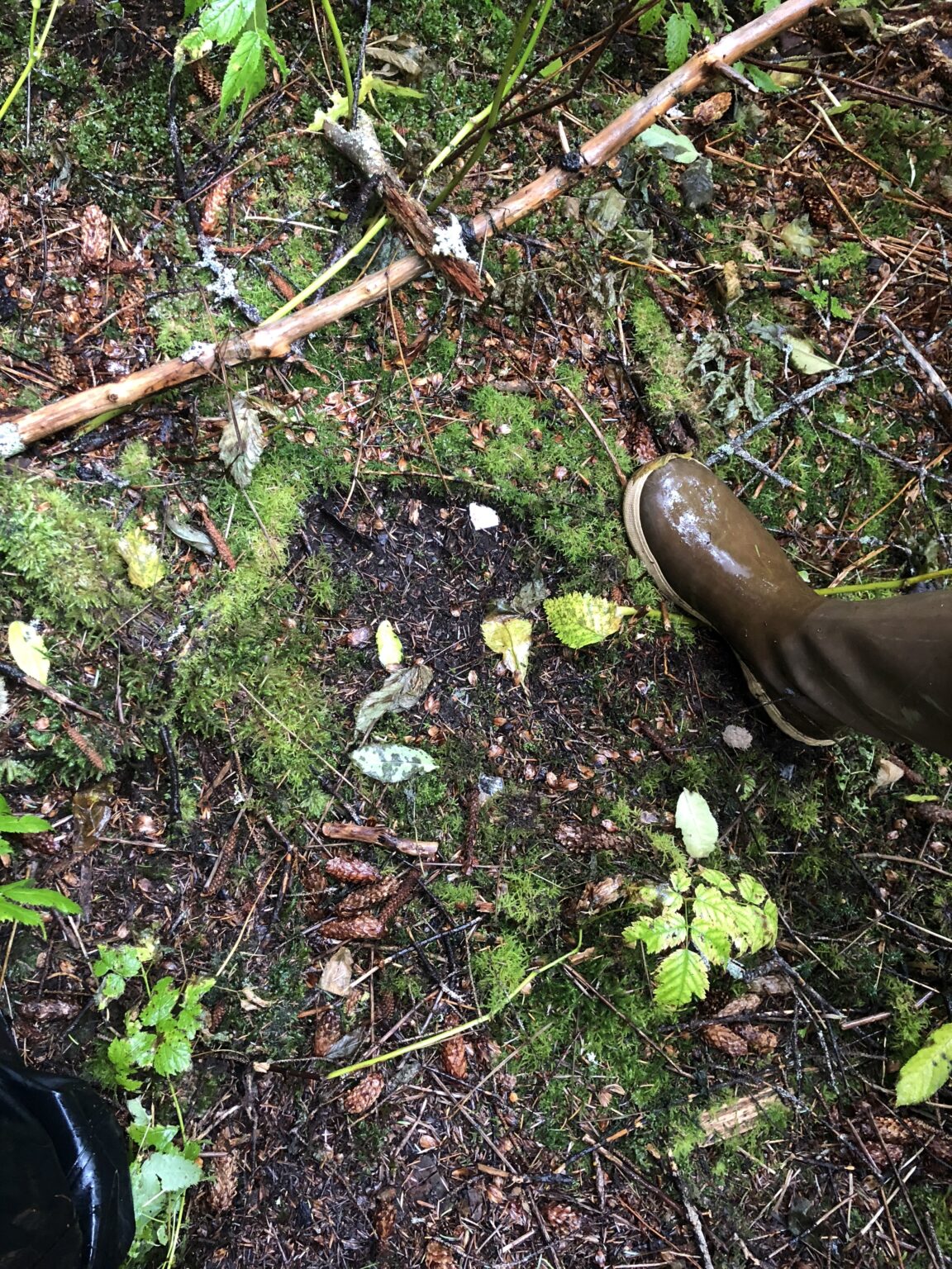 Bigfoot in Alaska The Abandoned Port Chatham Hairy Man Accounts